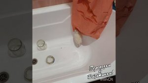 Выпадение яйцевода у перепелок  Болезни перепелок  Перепелки болеют