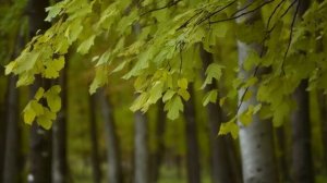 Берёзовая роща, лес // ФУТАЖ