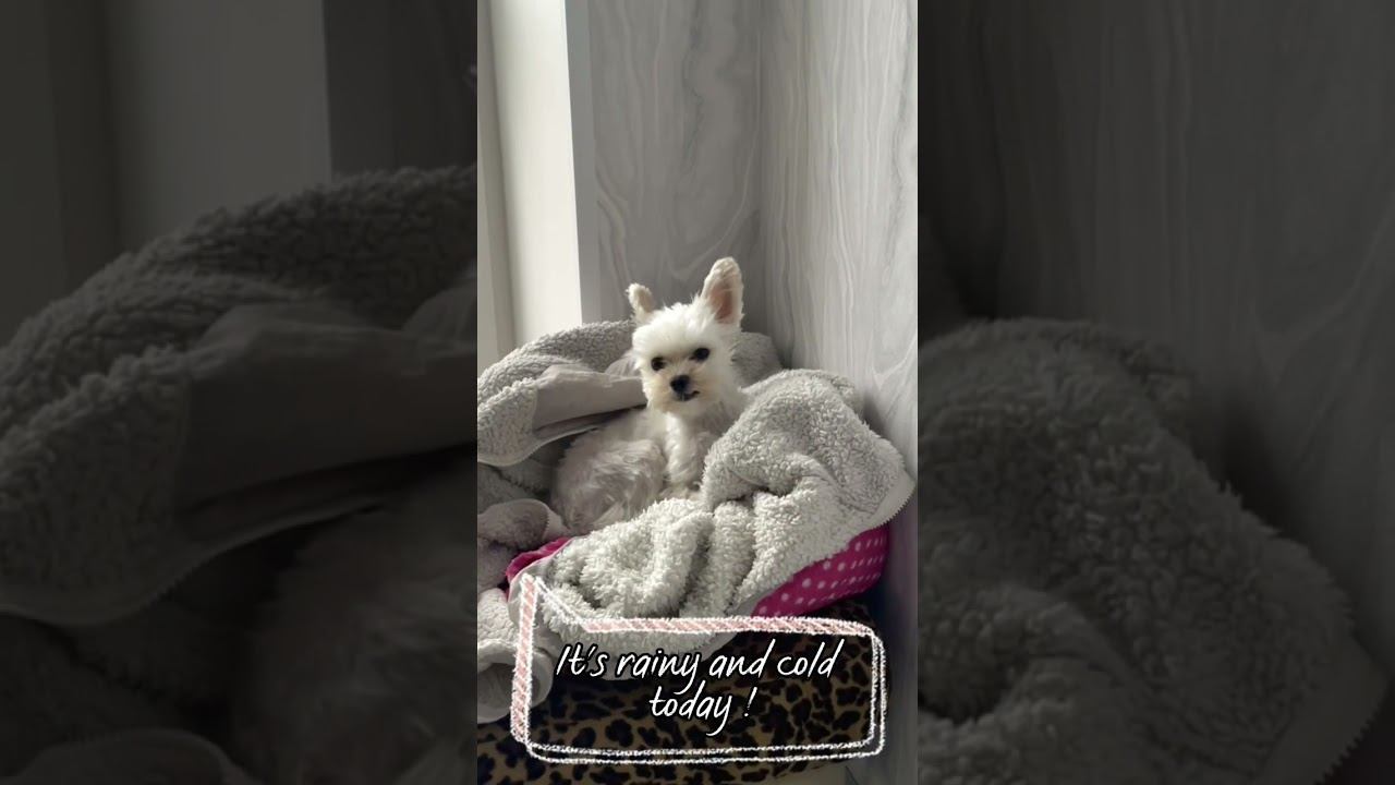 Sad little white dog смотреть онлайн