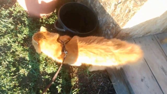 Воспоминания о лете 2020 смотреть онлайн