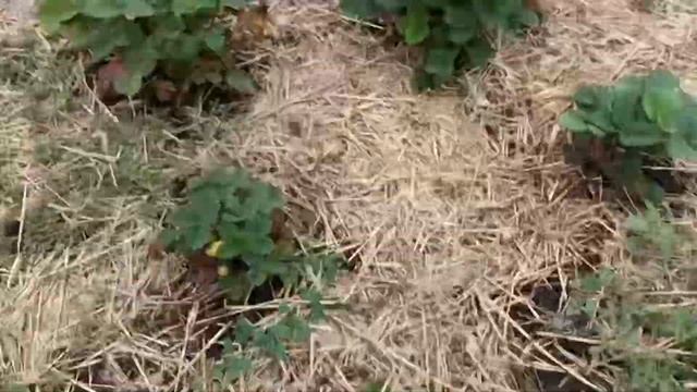 09.07.20 Поселок Чертовицы. смотреть онлайн