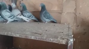 Спортивные голуби Омска. 30 - серия.