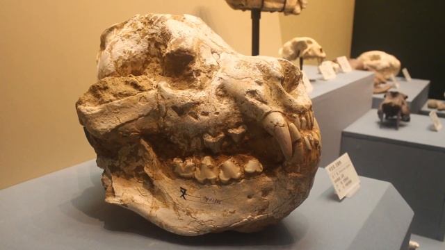 DINOCROCUTA - Loài quái thú săn tê giác ! смотреть онлайн