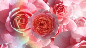 Футаж - Фон  Розовые Розы  Background Pink Roses