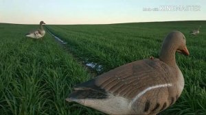 Открытие охоты на гуся 2020 в зеркальном скрадке