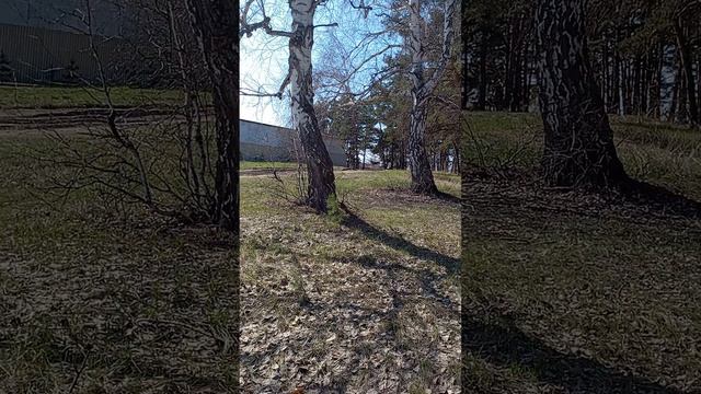 ПРОГУЛКА К ЛЕСУ смотреть онлайн