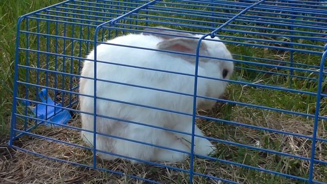 Заяц 5 смотреть онлайн