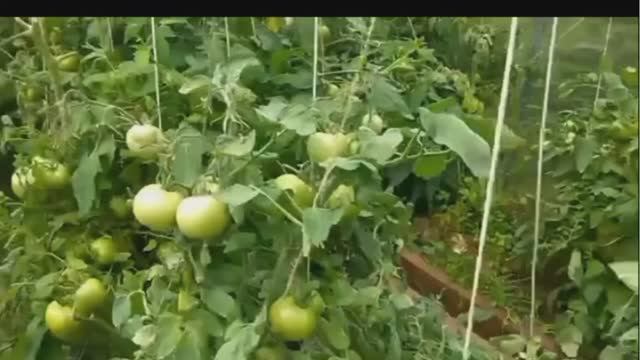 Мой дом и мой участок земля для здоровья и удовольствия.В одной теплице томаты,огурцы,перец смотреть онлайн