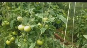 Мой дом и мой участок земля для здоровья и удовольствия.В одной теплице томаты,огурцы,перец