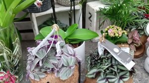 Из Германии-в Россию. Налоги платят, а благоустройства  - нет. Обзор влогов. 23 03 2024  Павел Буян