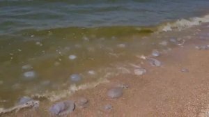 Отдых на юге. Камышеватская коса. Азовское море.  Станица Должанская, коса. Где сейчас медузы?🪼🪼🪼