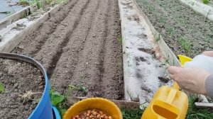 Посадка лука весной в открытый грунт на головку. Подготовка почвы.