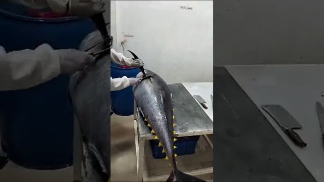 アチェ産の美味しいマグロ Ache-san no oishī maguro [Tasty Tuna from Aceh] смотреть онлайн