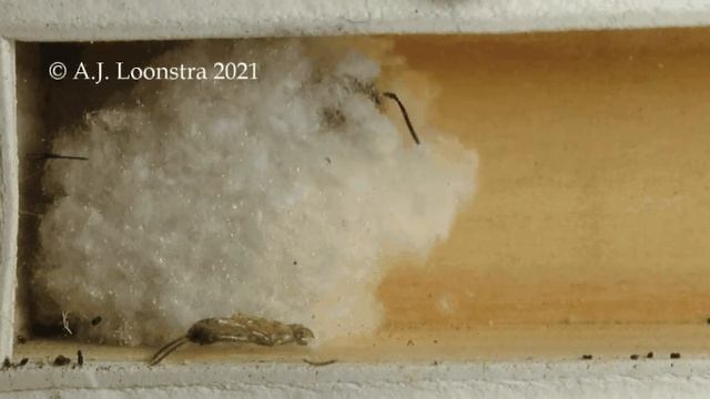Anthidium manicatum with provisions смотреть онлайн