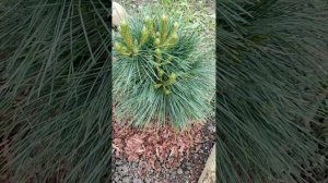 Хвойные растения после зимы. Начинаются приросты у хвойных.