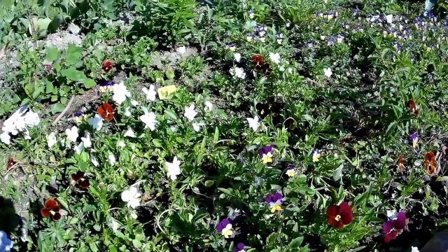 Сад в начале июня. Утренняя прогулка. Спиреи, сирень, цветёт роза Фламентанц первого года посадки смотреть онлайн