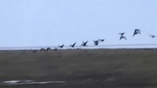 Охота на гуся на Таймыре.