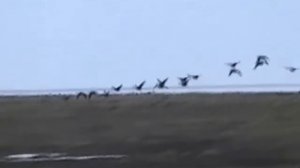 Охота на гуся на Таймыре.