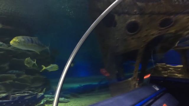 №1 океанариум смотреть онлайн