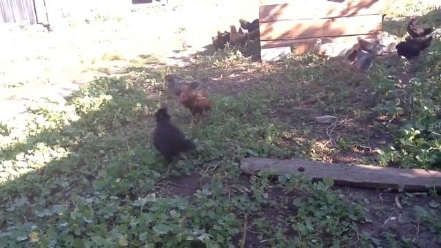 ✔Жизнь в селе. Гулины нежности, суровая курица, песчаный карьер и прочее | РП || смотреть онлайн