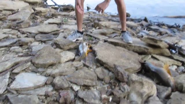 Поймали одновременно 2 сазана смотреть онлайн