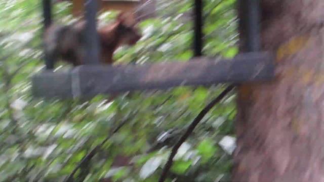 25.06.2022 Белочка в кормушке / Лесопарк каменные палатки / смотреть онлайн