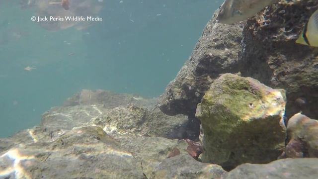 Cuban Reef Fish (Guardalavaca)