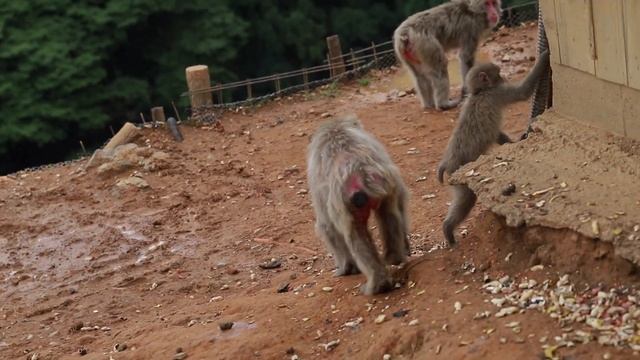 Kyoto with Kids: Monkey Park + Bamboo Forest + Green Tea Gelato!! 嵐山 смотреть онлайн