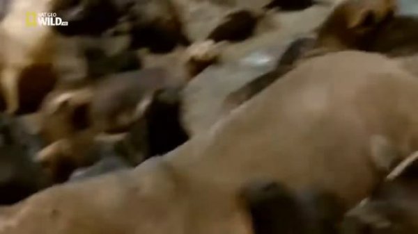 Nat Geo Wild.Дикие животные 24 часа.Пустыня Атакама.