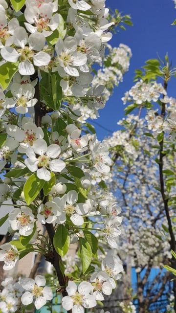 цветение груши смотреть онлайн
