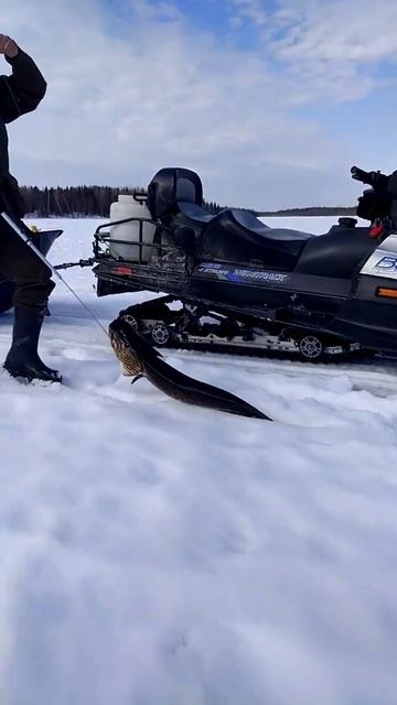 Рыбалка на щуку о Пяозеро смотреть онлайн