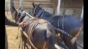 ЛОШАДИ🐎УПРЯЖЬ ДЛЯ МУЛОВ/КУБАНЬ