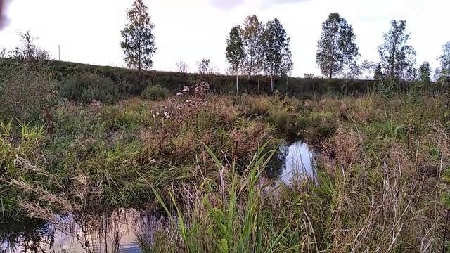 осмотр места для охоты на бобра смотреть онлайн