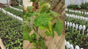 Самые частые проблемы рассады томатов. Разбираем по фото. Причины и способы решения.