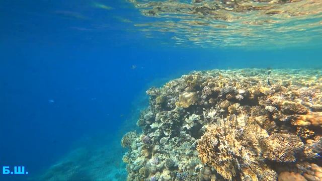 Отель Sunrise Remal Resort-Обзор пляжа/РИФ/ SHARM-EL-SHEIKH.