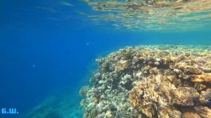 Отель Sunrise Remal Resort-Обзор пляжа/РИФ/ SHARM-EL-SHEIKH.