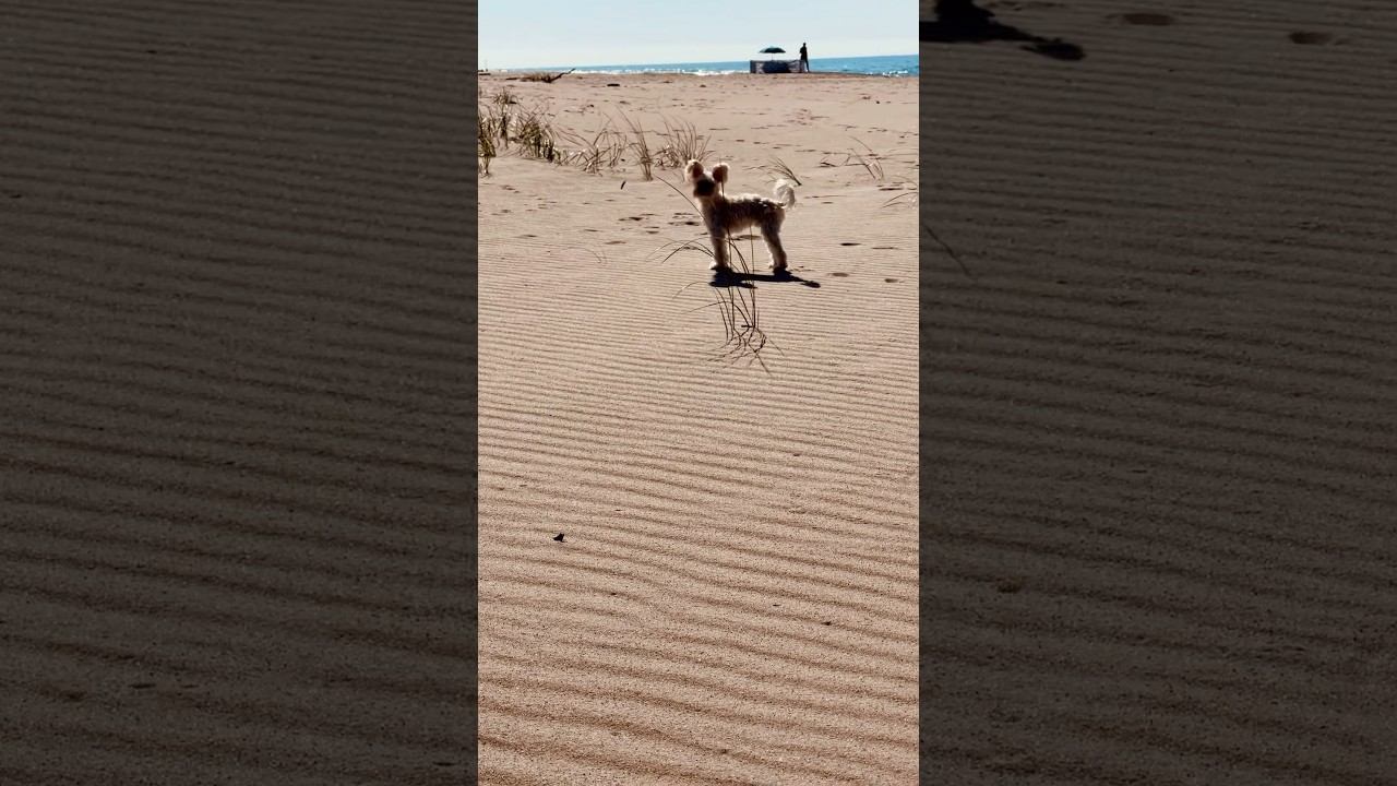 Белый Йорк на пляже #funnydog #puppy #terrier #whitedog #yorkshire #balticsea смотреть онлайн