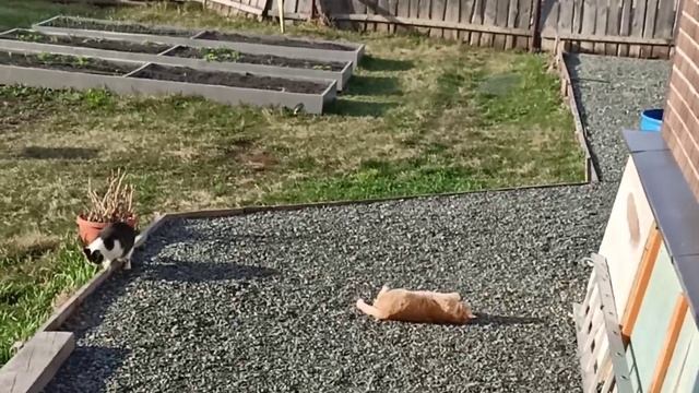 Одной рукой готовлю ленивые голубцы, другой высаживаю в парник помидоры/ смотреть онлайн