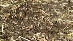 Обзор полевых испытаний сеялки Great Plains NTA 3510 (видео от АгроЭлемент)