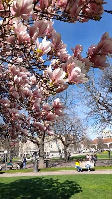 #magnolia #весна# Stuttgart смотреть онлайн