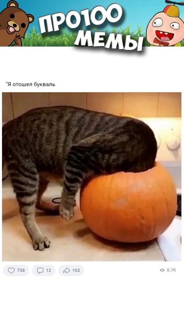 Мемы #котики и #кошки #приколы #подпишись смотреть онлайн