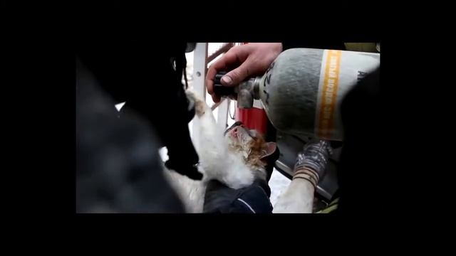 Пожарные реанимировали наглотавшегося дыма кота. Реакция хозяйки бесценна смотреть онлайн