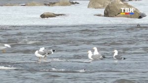 Нерестовый запрет в Новосибирской области: Как рыбачить законно и не получить штраф