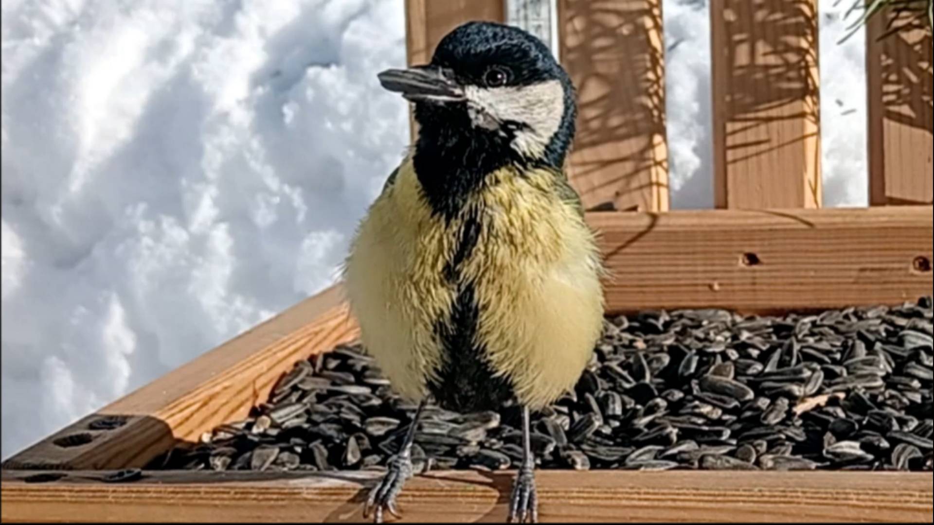 На кормушку прилетели Большие Синицы, Снегири и Лазоревки (10.02.2025 года) смотреть онлайн
