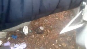 Самодельные гафы.Дереволазы.