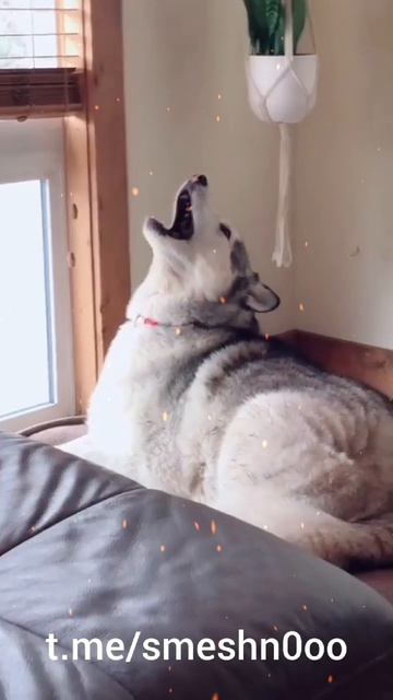 Смешные видео