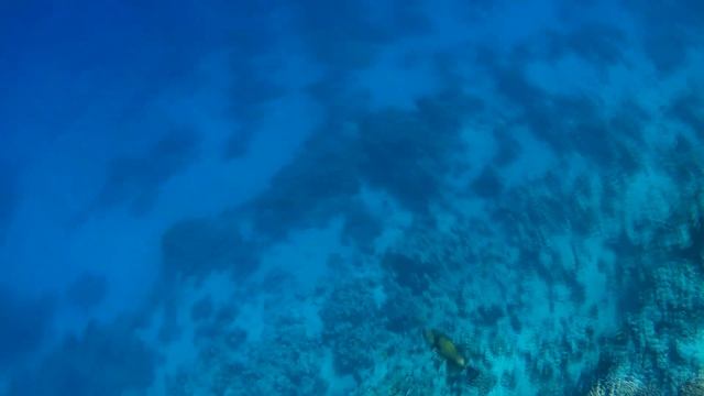 Под красной водой 2 487 Титановый спинорог Коралловый риф Dreams Beach Resort Египет Шарм-Эль-Шейх смотреть онлайн