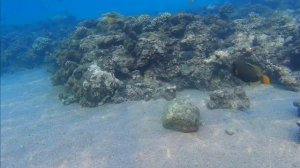 Египет-23. СНОРКЛИНГ. Отель "NAAMA BAY PROMENADE". Цапли на пляже. Риф напротив отеля "Novotel".