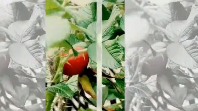 ПРИЗНАКИ ОСЕНИ смотреть онлайн