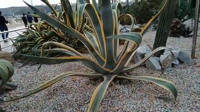 Бульвар. Баку смотреть онлайн